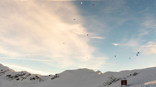 Birds flying over snowcapped mountains against sky