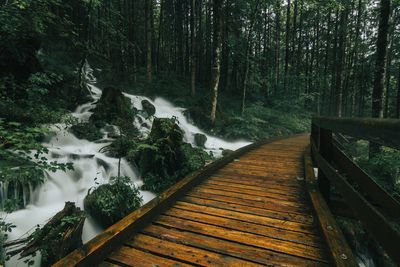Boardwalk amidst trees in forest