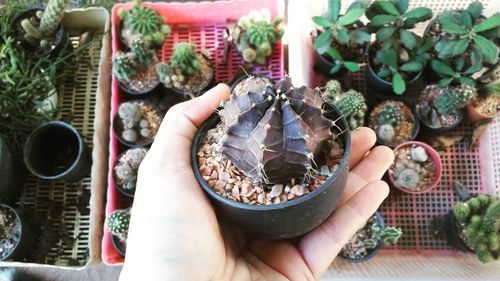 Midsection of person holding potted plant