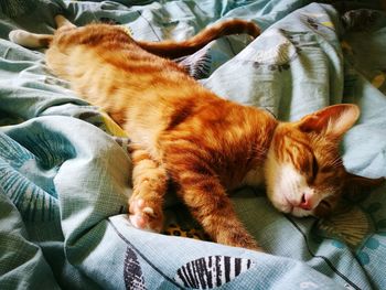 High angle view of cat sleeping