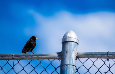 Close-up of bird perching on chainlink fence against sky