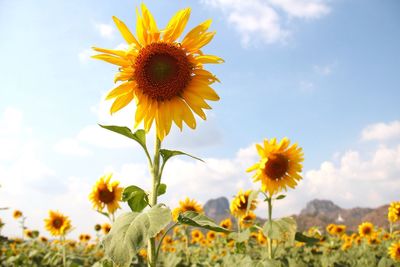 Sunflower field against clear sky