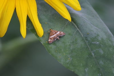 Close-up of insect on yellow flower