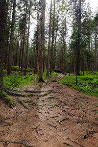 Pine trees in forest