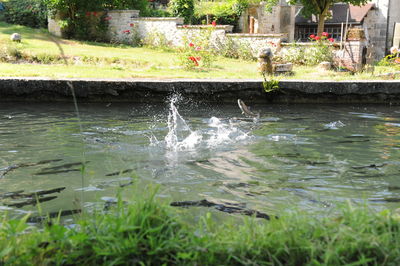 Close-up of water fountain