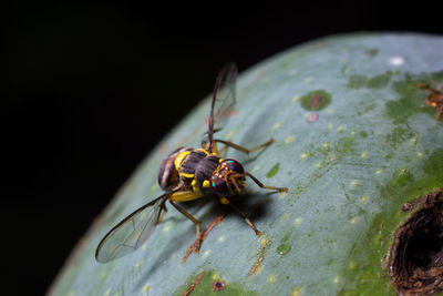 Close-up of fly