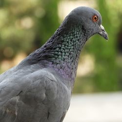 Close-up of pigeon