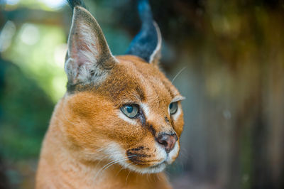 Close-up of a cat looking away