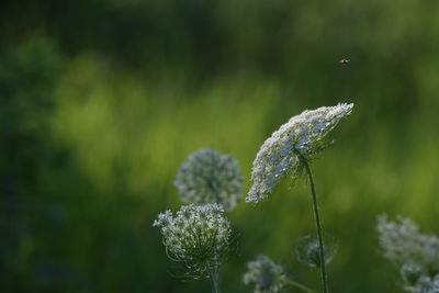 Close-up of white flowering plant