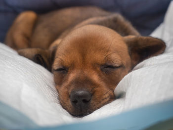 Close-up of dog sleeping on bed