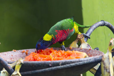 Close-up of parrot eating food