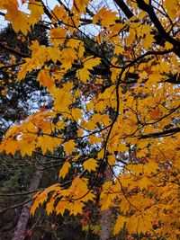 Close-up of tree during autumn