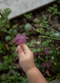 Close-up of hand holding pink flower