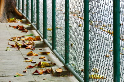 Autumn leaves fallen on fence