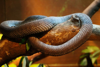 Close-up of a lizard on tree