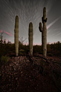 Plants growing on field against sky during sunset