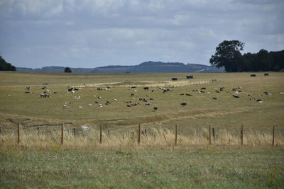 Flock of birds in the field