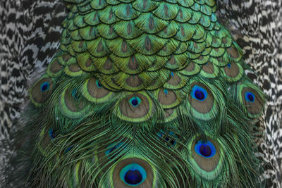 Close-up of peacock