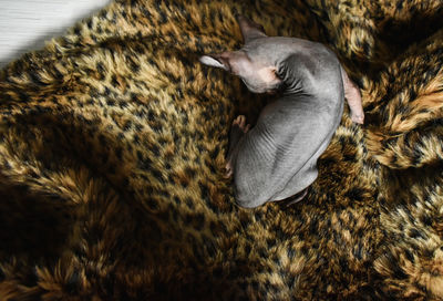 High angle view of a sphynx cat lilicking 