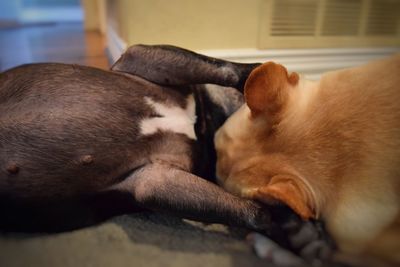 Close-up of two dogs playing at home 