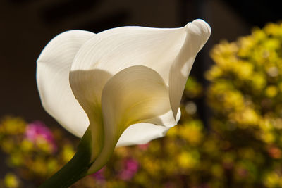 Close-up of white day lily blooming outdoors