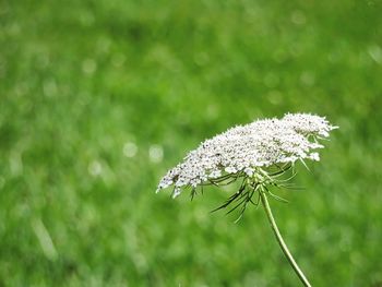 Close-up of white flowering plant