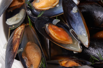 mussel