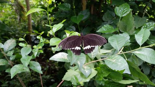 Close-up of butterfly pollinating on flower