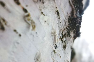 Close-up of lizard on tree