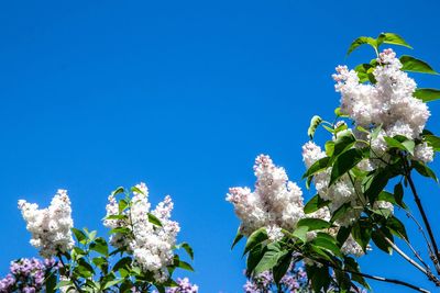 Low angle view of flowering plant against blue sky