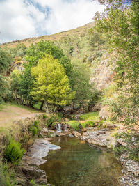 Scenic view of river in forest against sky