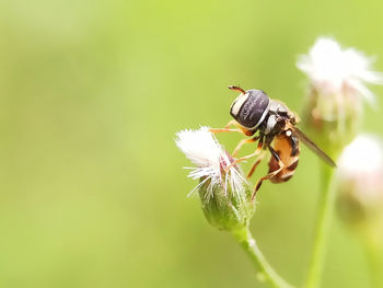 Close-up of insect on flower