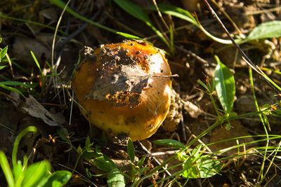 Close-up of mushroom growing on field