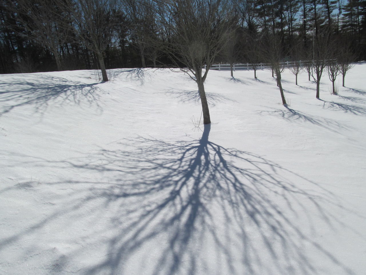 BARE TREES ON SNOW COVERED FIELD DURING WINTER