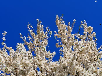 Low angle view of cherry blossoms against blue sky