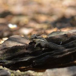 Close-up of lizard on rock