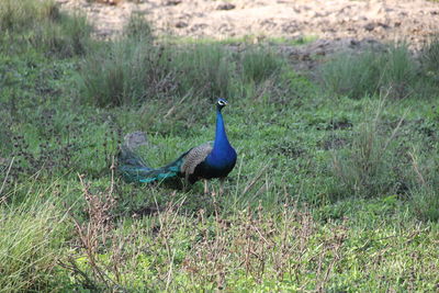 Peacock in a field