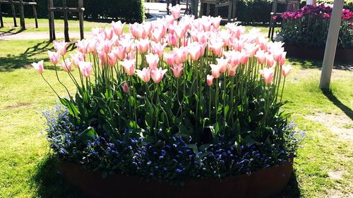 Tulips blooming outdoors