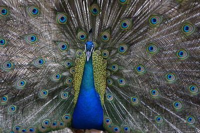 Fanned out peacock standing on field