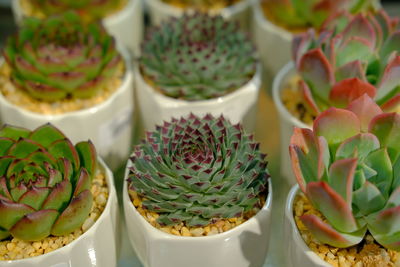 Close-up of succulent plants