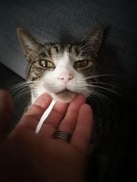 Close-up of kitten on hand