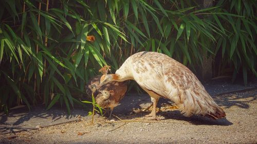 Close-up of duck