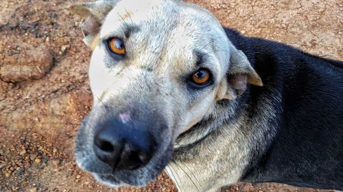 Close-up portrait of a dog