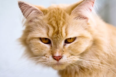 Close-up portrait of cat