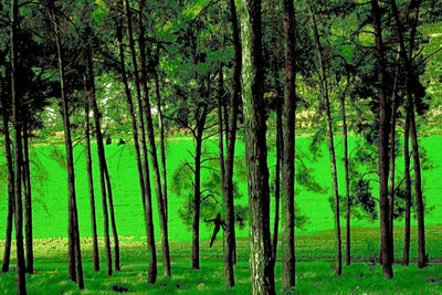 Pine trees in forest