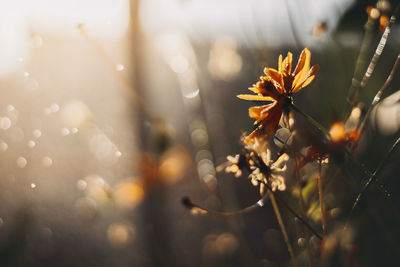 Close-up of wet flowering plant