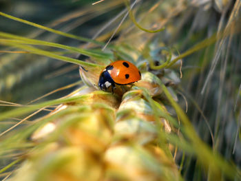 Close-up of ladybug on plant