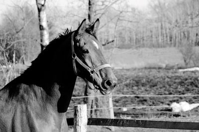 Horse looking away standing in animal pen at ranch