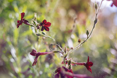 Close-up of red flowering plant