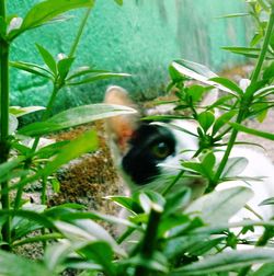 Close-up of cat amidst plants